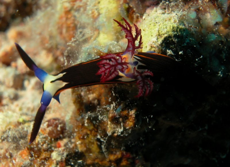 Photograph